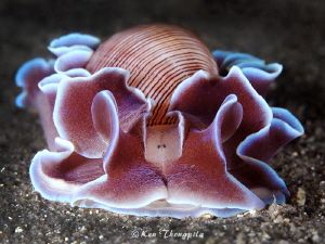 Rose Tetal Bubble Shell in Nelson Bay Australia by Ken Thongpila 
